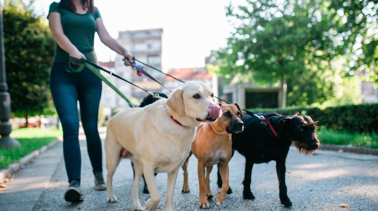 Side Gigs for Teachers - Dog Walking