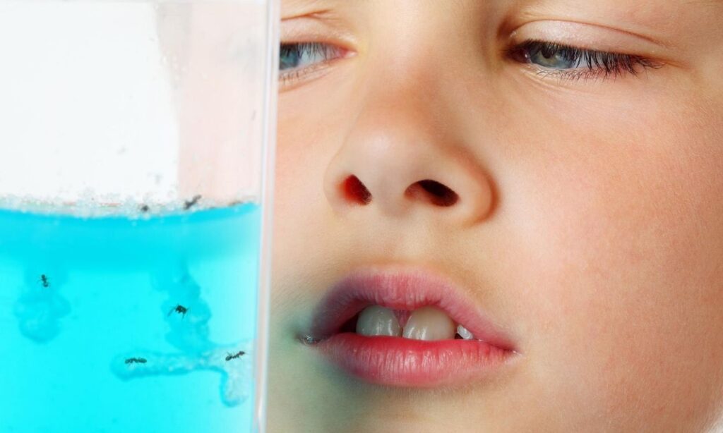 Ant Farms For Kids